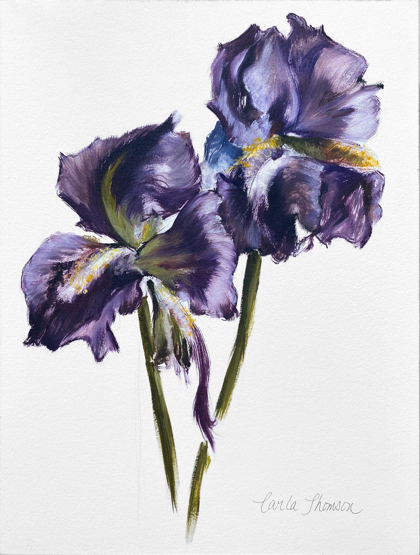 Iris Study