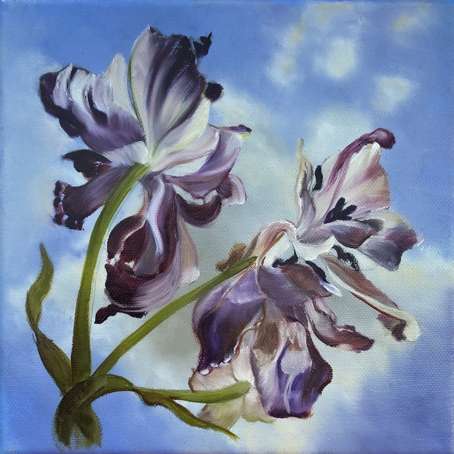 A pair of deep purple and white tulips, their petals curling and fading against a luminous blue sky.